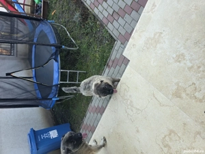 Cățel ciobănesc carpatin  - imagine 5 Cățel ciobănesc carpatin  - imagine 5