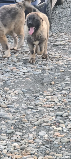 Cățel ciobănesc carpatin  - imagine 3 Cățel ciobănesc carpatin  - imagine 3