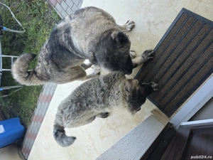 Cățel ciobănesc carpatin  - imagine 4 Cățel ciobănesc carpatin  - imagine 4