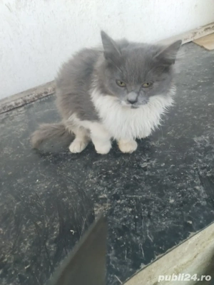 pisoi britisch  - imagine 2 pisoi britisch  - imagine 2