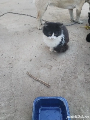 pisoi britisch  - imagine 5 pisoi britisch  - imagine 5