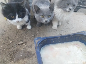 pisoi britisch  - imagine 4 pisoi britisch  - imagine 4