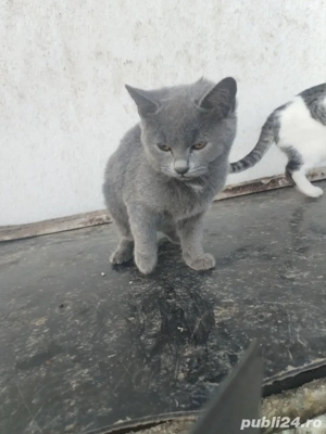 pisoi britisch  - imagine 3 pisoi britisch  - imagine 3