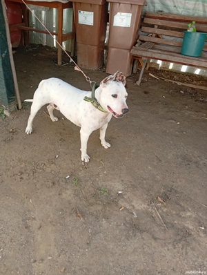 cățea Amstaff  - imagine 2 cățea Amstaff  - imagine 2