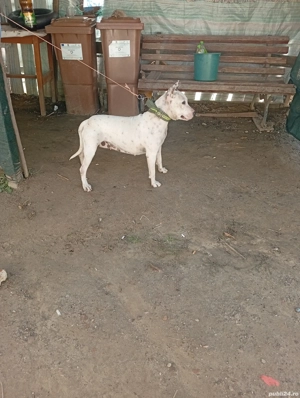 cățea Amstaff  - imagine 3 cățea Amstaff  - imagine 3