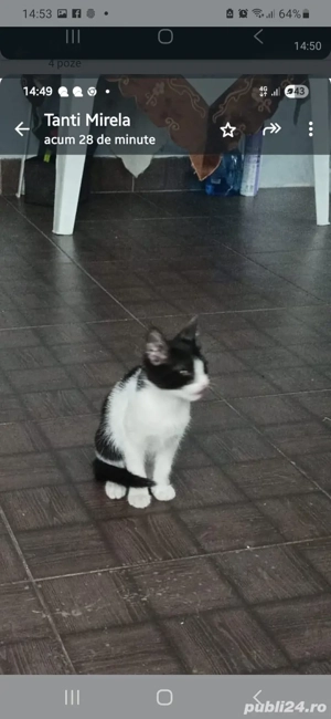 pisicute ,curate si inteligente!