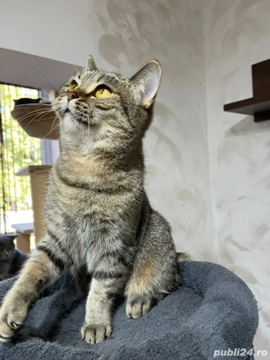 British shorthair femela sterilizata - imagine 2 British shorthair femela sterilizata - imagine 2