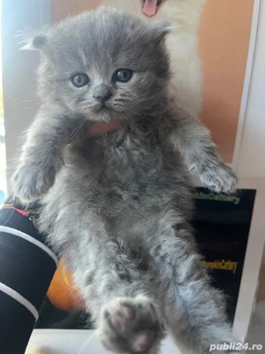 british longhair - imagine 2