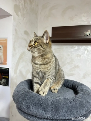 British shorthair femela sterilizata