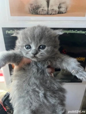 british longhair - imagine 4