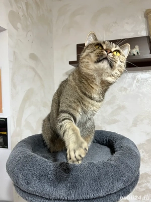 British shorthair femela sterilizata - imagine 5 British shorthair femela sterilizata - imagine 5