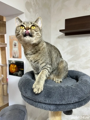 British shorthair femela sterilizata - imagine 4 British shorthair femela sterilizata - imagine 4