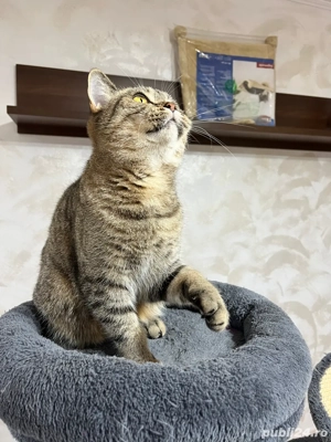 British shorthair femela sterilizata - imagine 3 British shorthair femela sterilizata - imagine 3