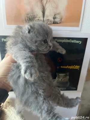 british longhair - imagine 3