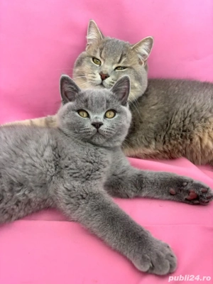 british shorthair  - imagine 5
