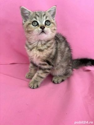 british shorthair  - imagine 4