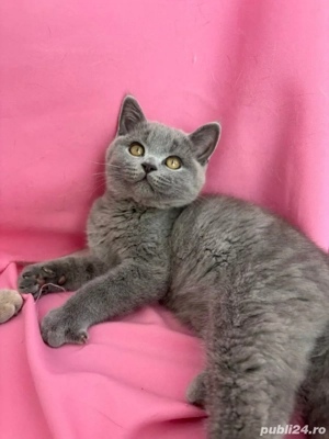 british shorthair  - imagine 3
