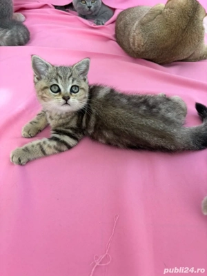 british shorthair  - imagine 2