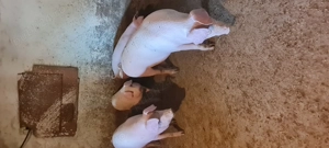 Porci de tara 60-80kg 