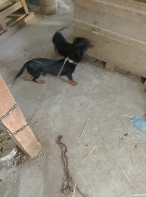 Cățeluși șorecari  - imagine 3