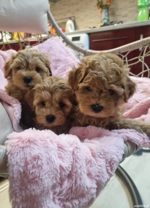 Maltipoo fetita si baietel