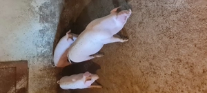 Porci de tara 60-80kg  - imagine 4