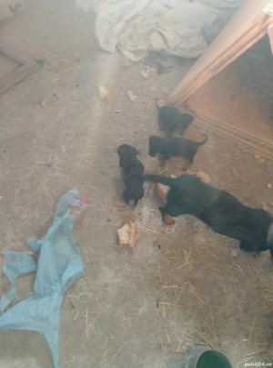 Cățeluși șorecari  - imagine 2