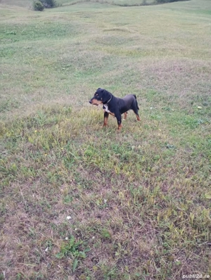 Plott hound și copoi ardelenesc - imagine 5 Plott hound și copoi ardelenesc - imagine 5