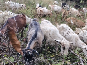 capre rasa metis - imagine 3