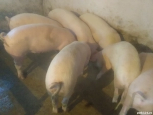 Vînd porci - imagine 2