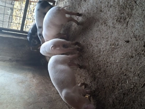 Purcei disponibili au 3 luni.  - imagine 2 Purcei disponibili au 3 luni.  - imagine 2