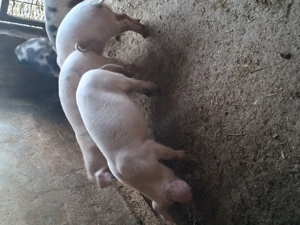 Purcei disponibili au 3 luni.  - imagine 3 Purcei disponibili au 3 luni.  - imagine 3