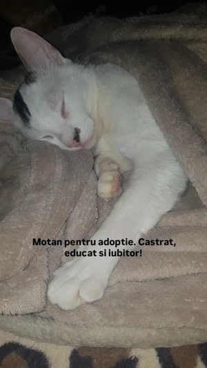 Motanel spre adoptie