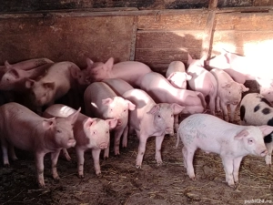 Vând purcei - imagine 2