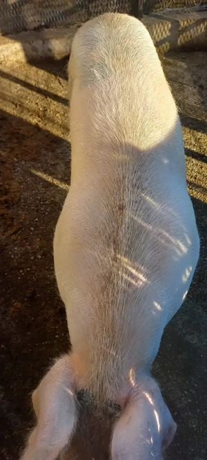 Porci de Țară crescuți cu Cereale 110 -120kg  Se poate vedea in Com Lița Teleorman 17Lei - kg - imagine 3