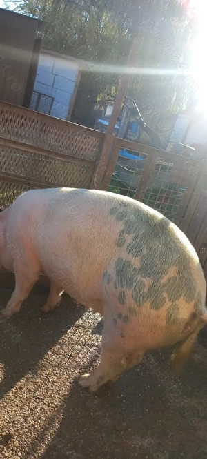 Porci de Țară crescuți cu Cereale 110 -120kg  Se poate vedea in Com Lița Teleorman 17Lei - kg - imagine 4