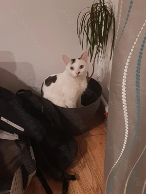 Motanel spre adoptie - imagine 3