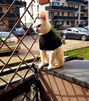 Motanel spre adoptie - imagine 2