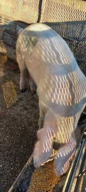 Porci de Țară crescuți cu Cereale 110 -120kg  Se poate vedea in Com Lița Teleorman 17Lei - kg - imagine 2