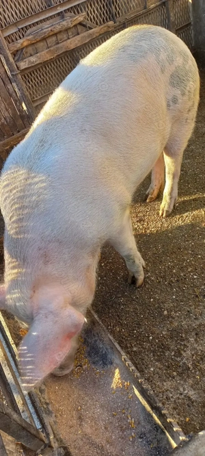 Porci de Țară crescuți cu Cereale 110 -120kg  Se poate vedea in Com Lița Teleorman 17Lei - kg