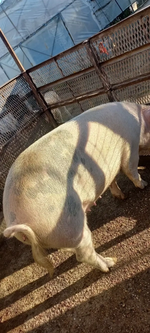 Porci de Țară crescuți cu Cereale 110 -120kg  Se poate vedea in Com Lița Teleorman 17Lei - kg - imagine 5