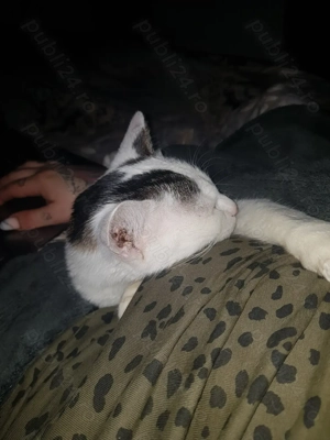 Motanel spre adoptie - imagine 4