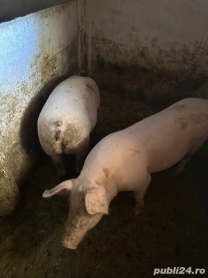 Vand scrofițe  - imagine 2