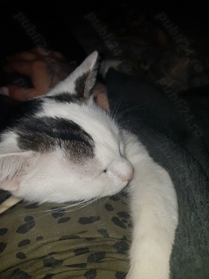 Motanel spre adoptie - imagine 5