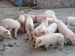 Vând purcei rasa pic