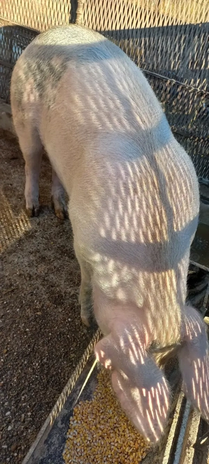  Porci de Țară pentru Crăciun crescuți cu cereale 17 Lei . Kg Com Lița Teleorman - imagine 2