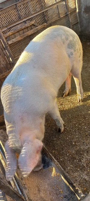 Rezervări Porci de Țară pentru Crăciun crescuți cu cereale 17 Lei . Kg Com Lița Teleorman