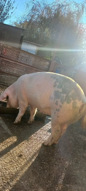  Porci de Țară pentru Crăciun crescuți cu cereale 17 Lei . Kg Com Lița Teleorman - imagine 4