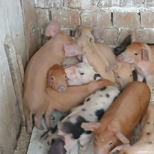 purcei 170 lei - imagine 2 purcei 170 lei - imagine 2