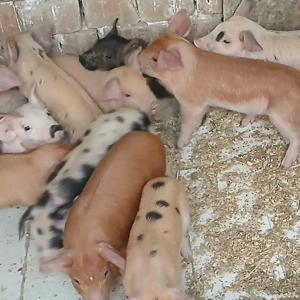 purcei 170 lei - imagine 3 purcei 170 lei - imagine 3